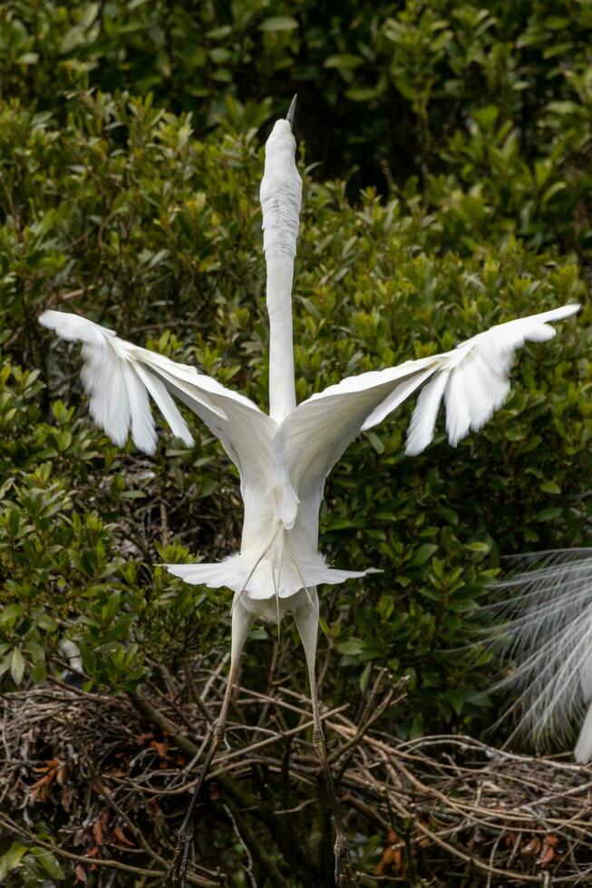 White Heron in New Zealand photo