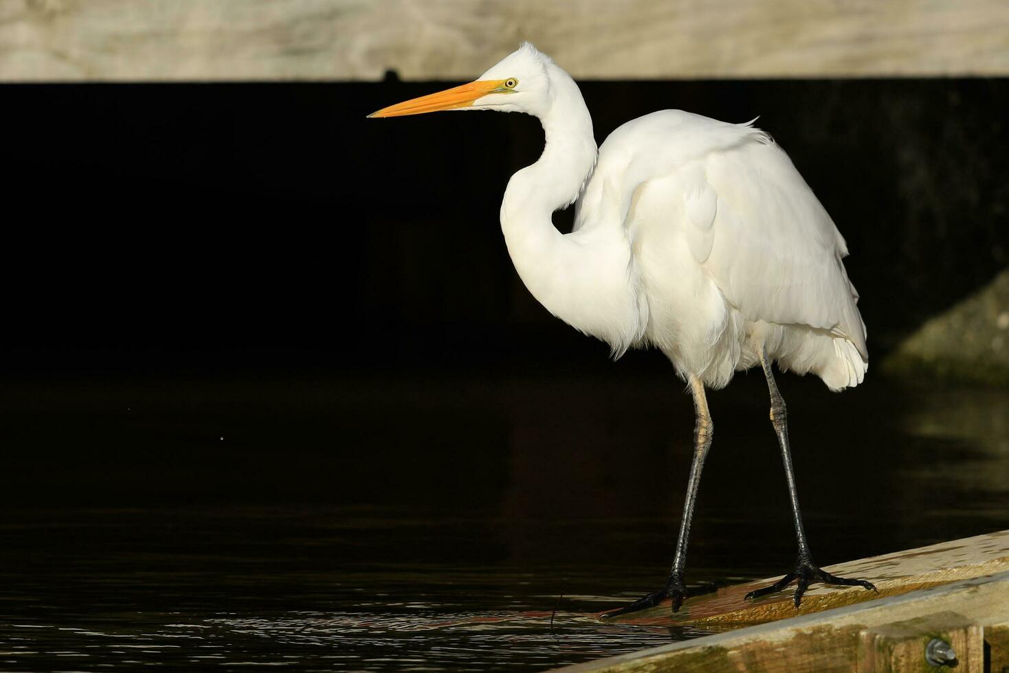 White Heron in New Zealand photo