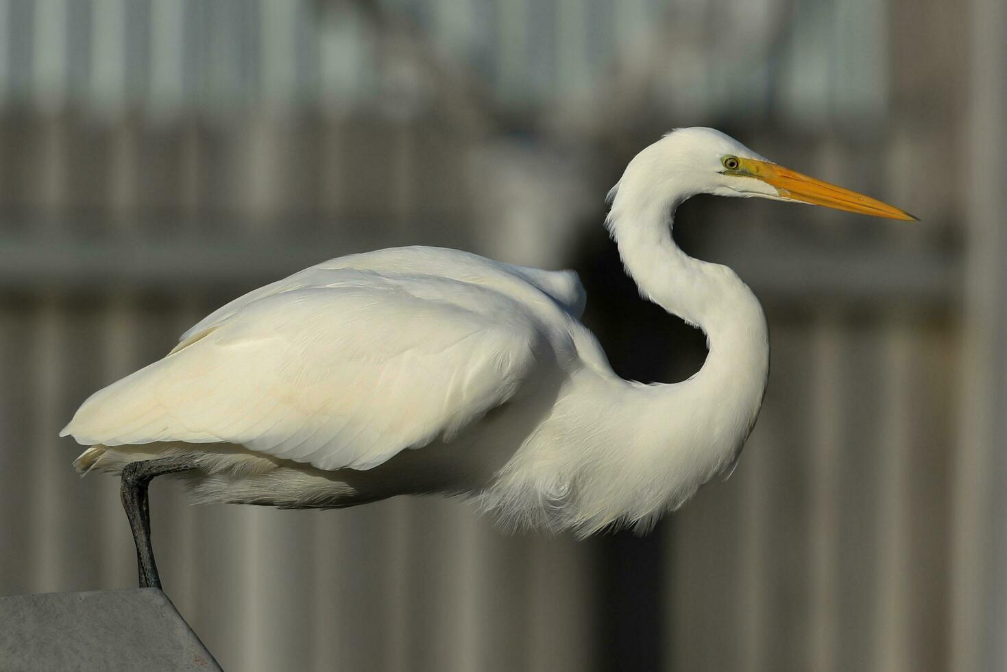 White Heron in New Zealand photo