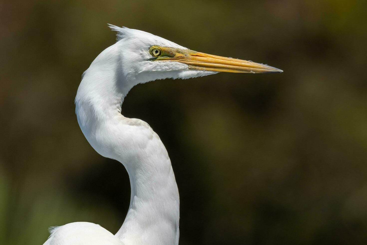 White Heron in New Zealand photo