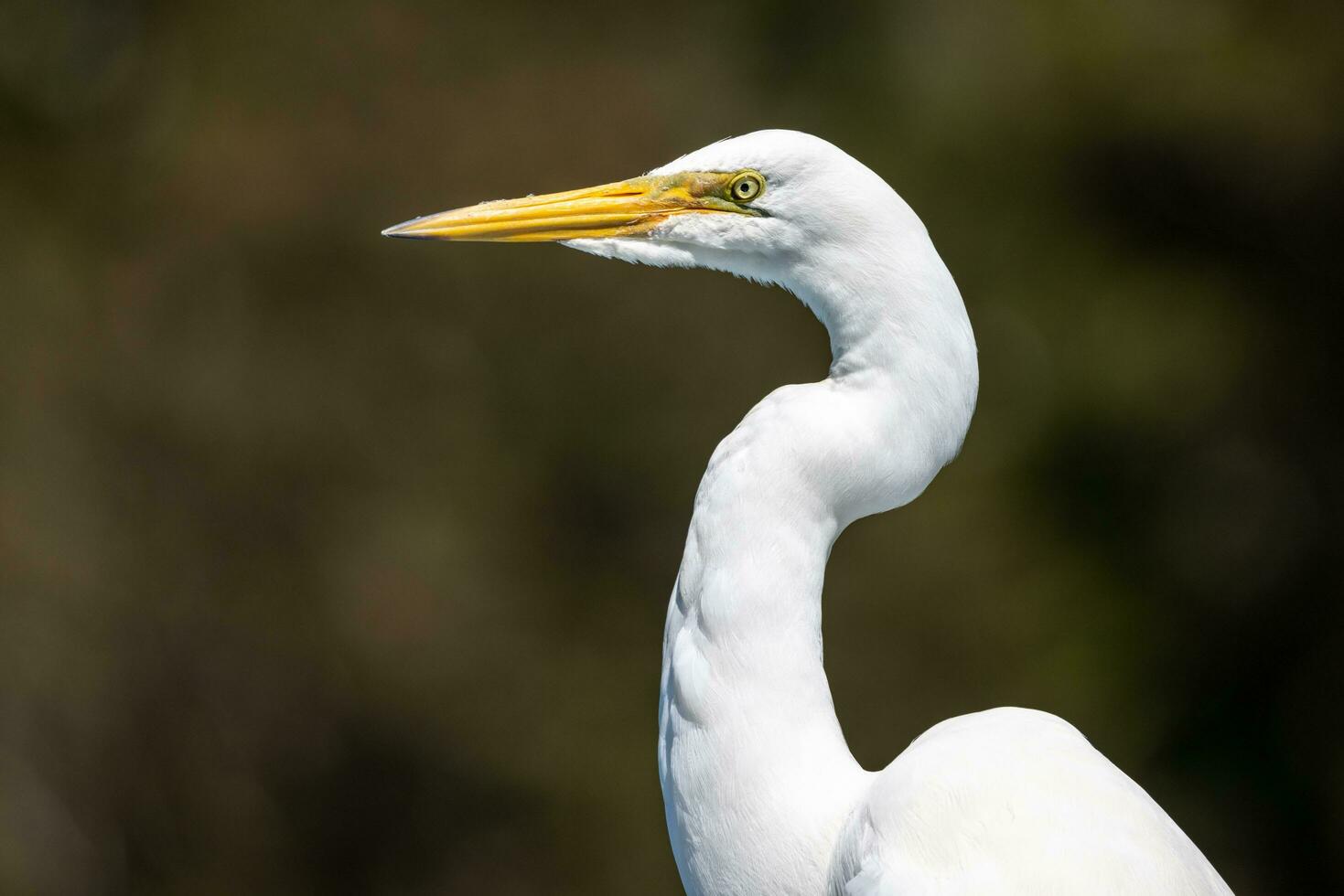 White Heron in New Zealand photo