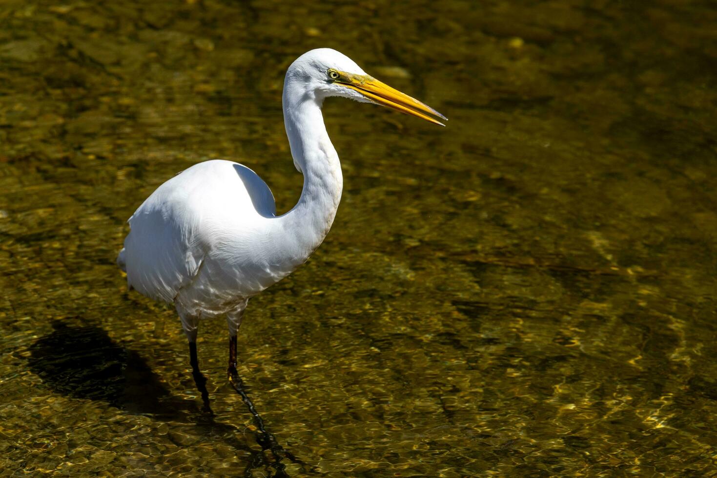 White Heron in New Zealand photo