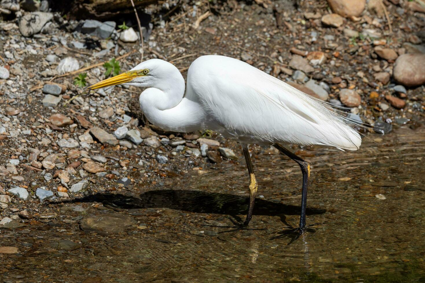 White Heron in New Zealand photo
