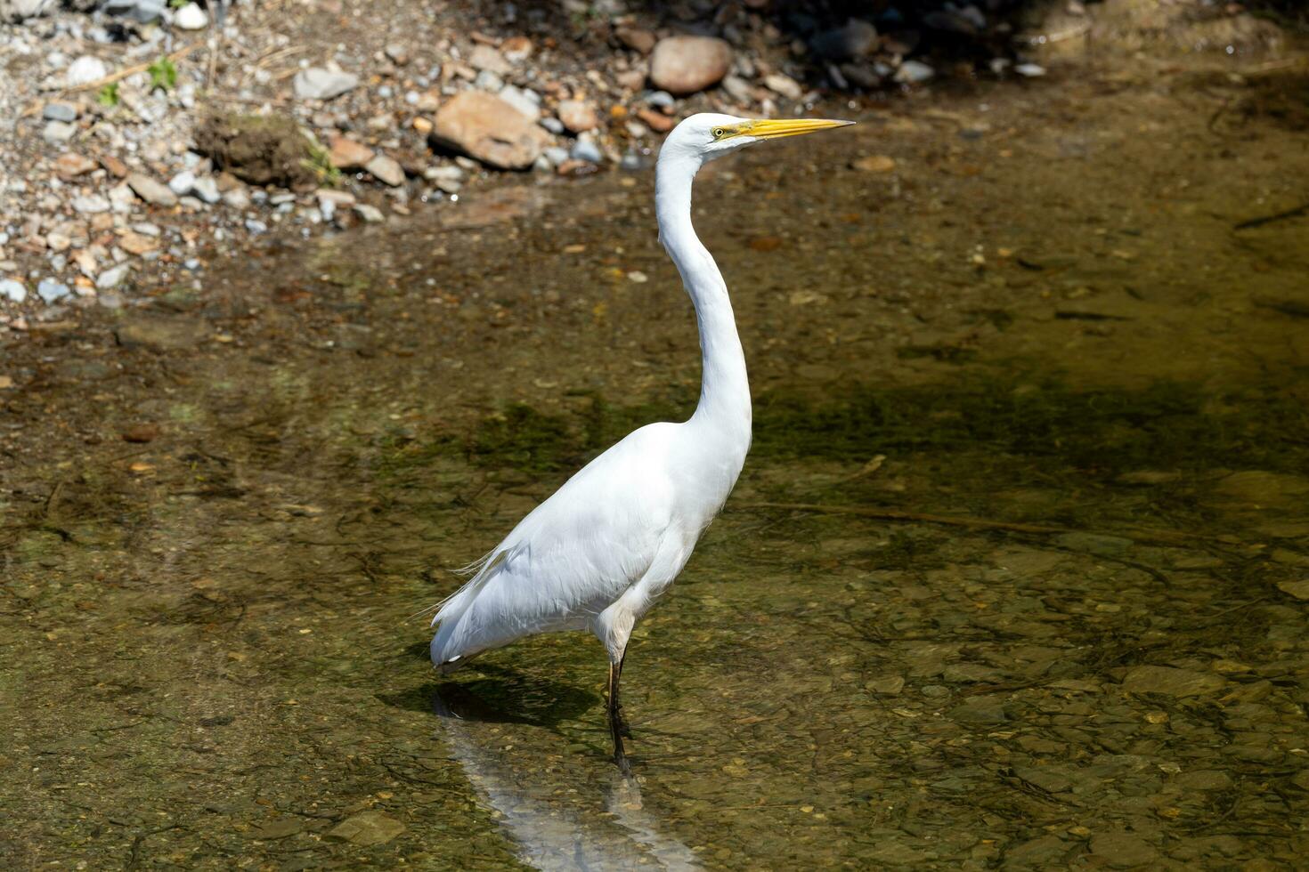 White Heron in New Zealand photo