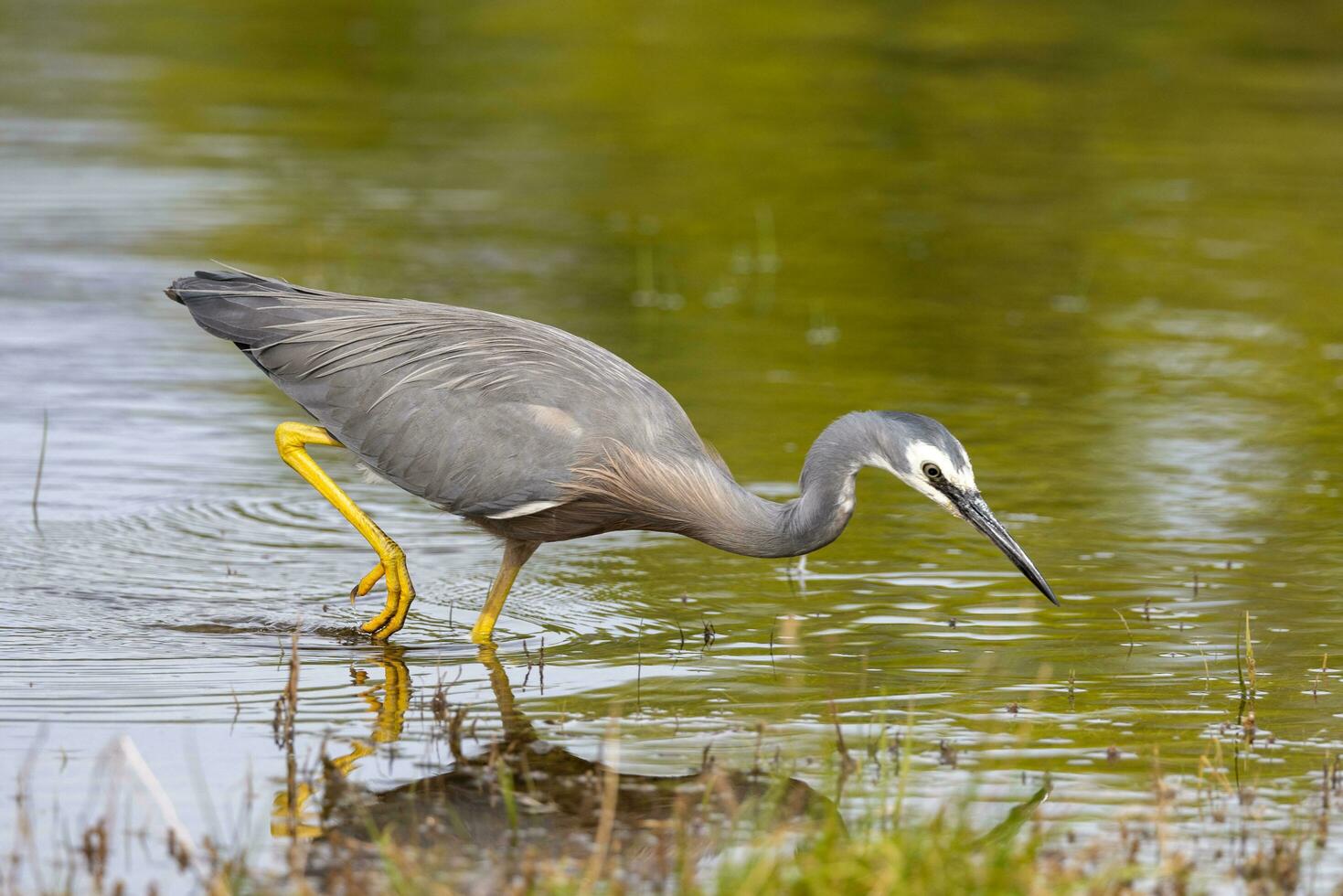 White-faced Heron in Australasia photo