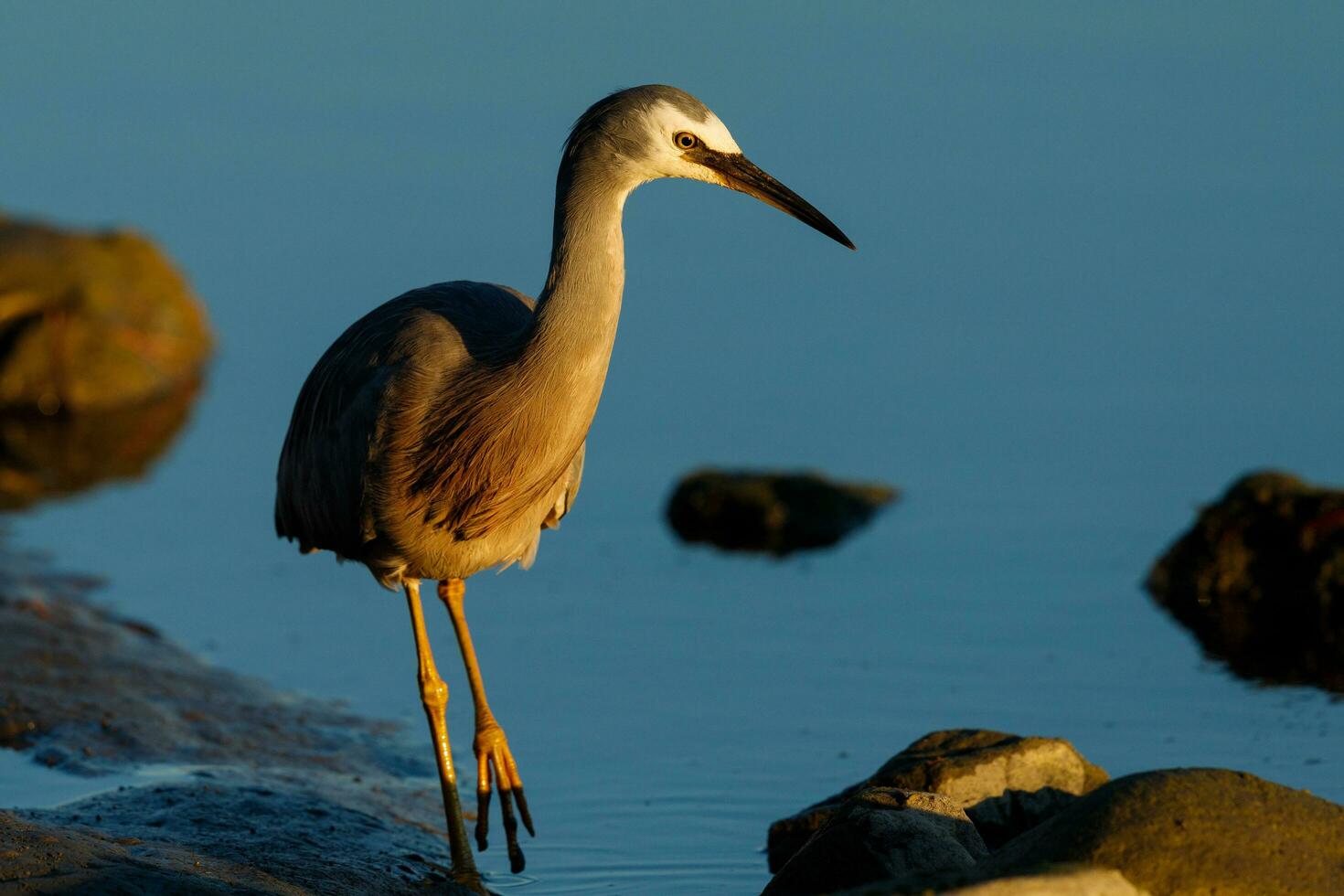 White-faced Heron in Australasia photo