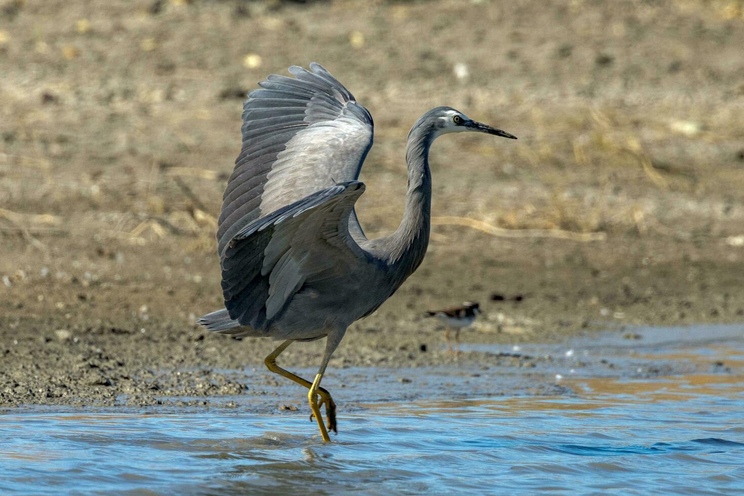 White-faced Heron in Australasia photo