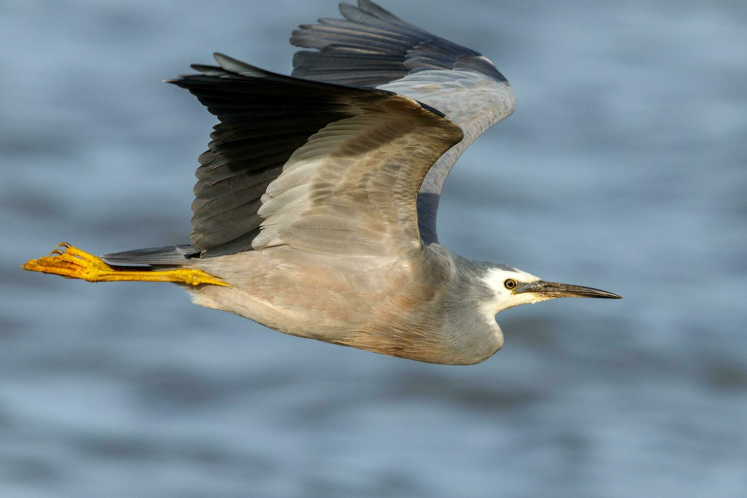White-faced Heron in Australasia photo