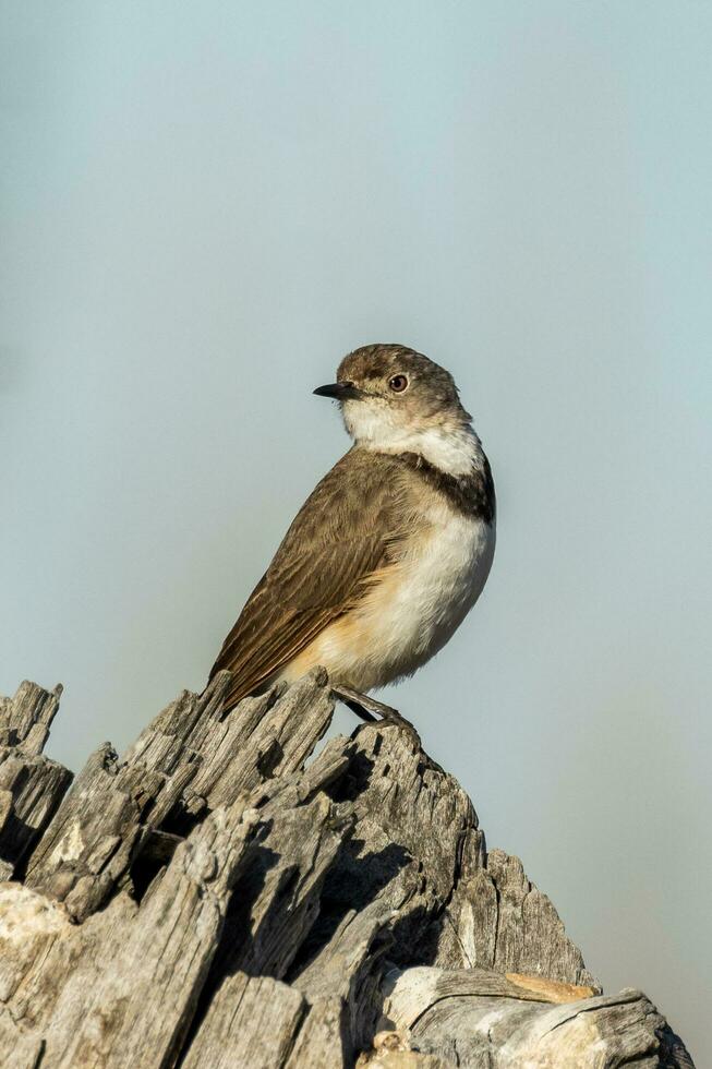 White-fronted Chat in Australia photo