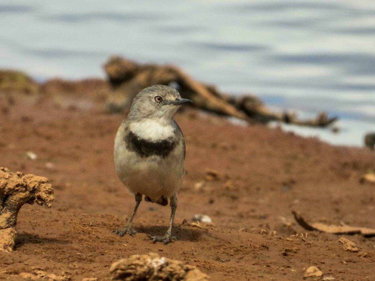 White-fronted Chat in Australia photo