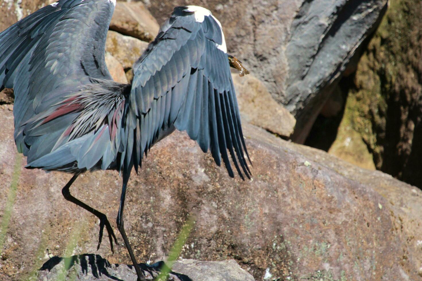 White-necked Heron in Australia photo