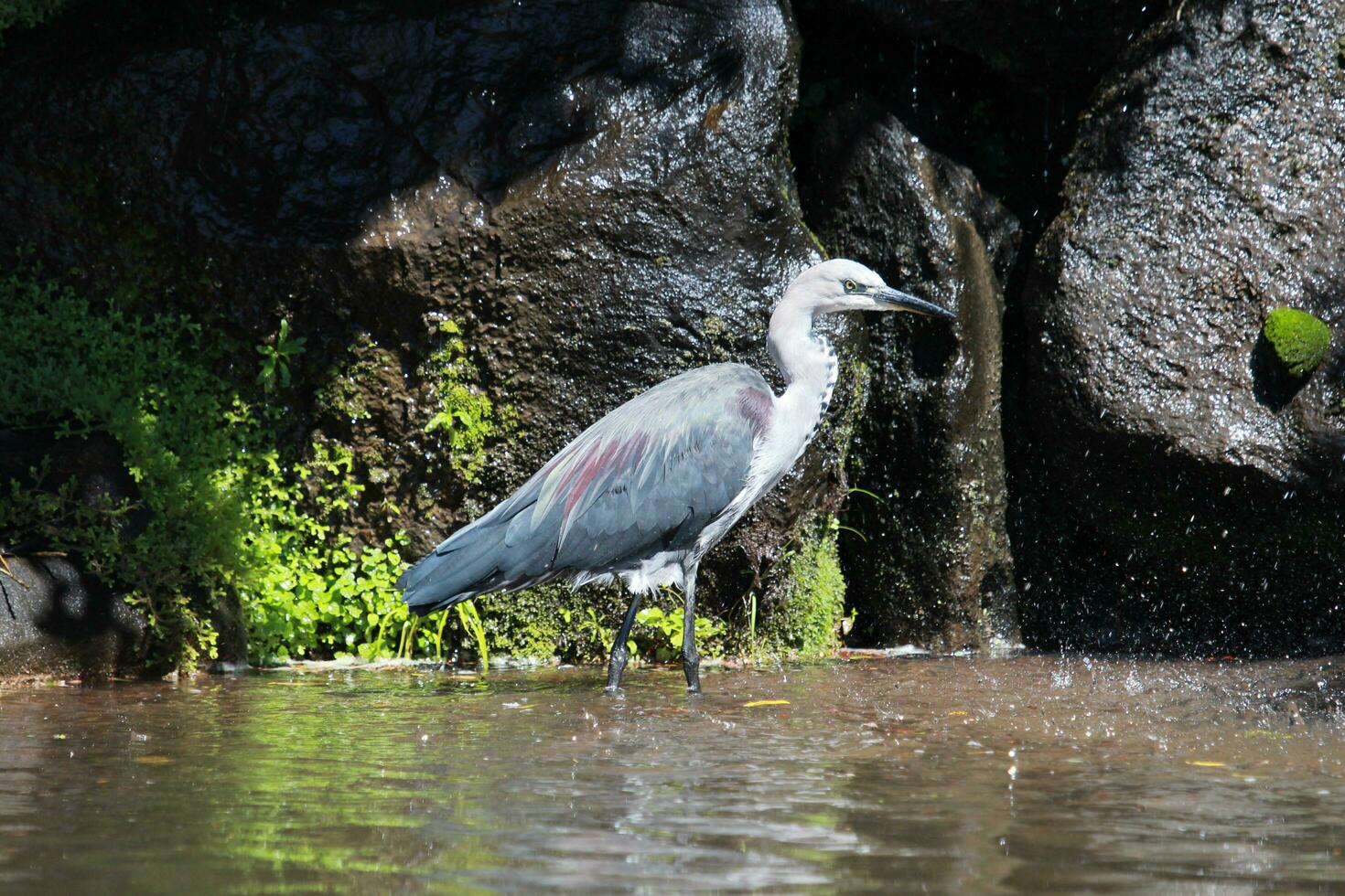 White-necked Heron in Australia photo