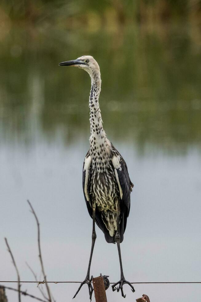 de cuello blanco garza en Australia foto