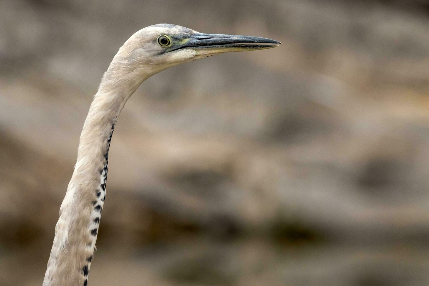 White-necked Heron in Australia photo