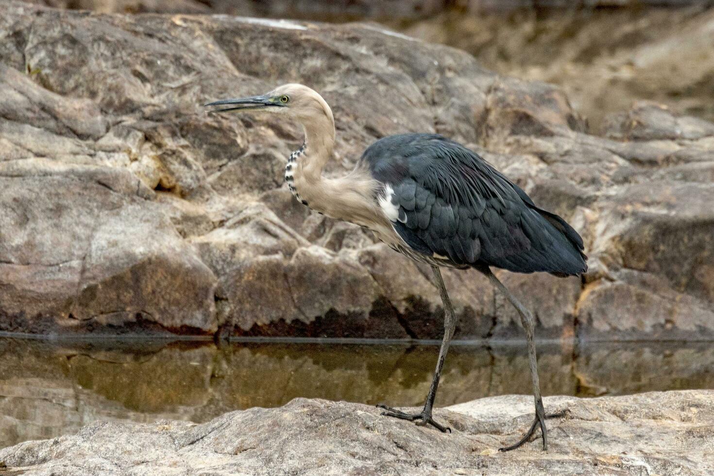 White-necked Heron in Australia photo