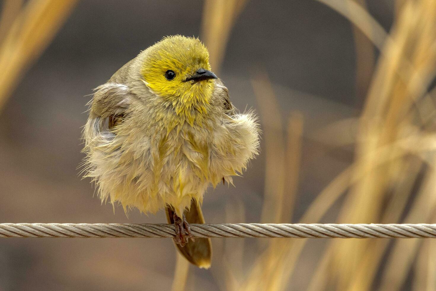 White-plumed Honeyeater in Australia photo
