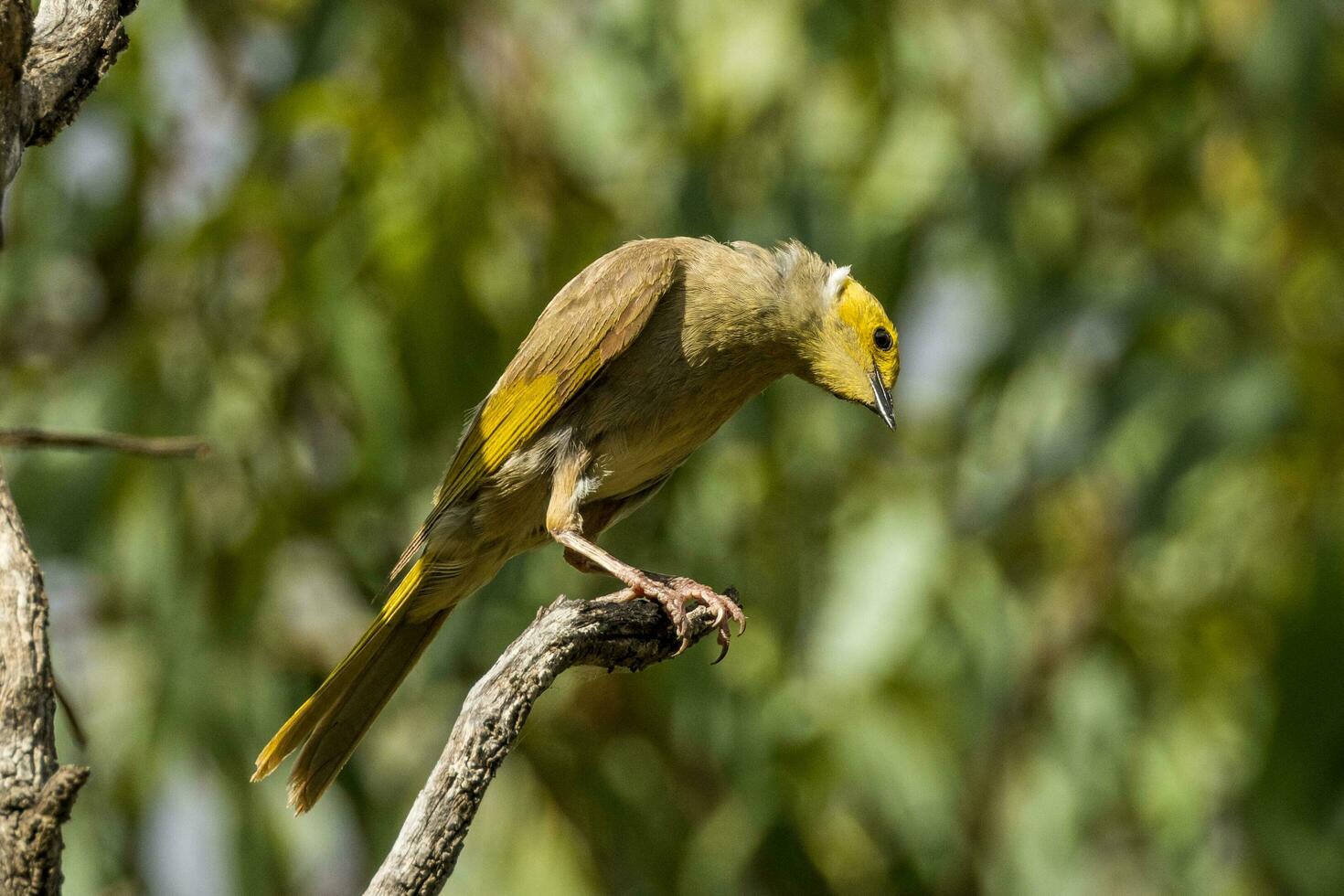 White-plumed Honeyeater in Australia photo