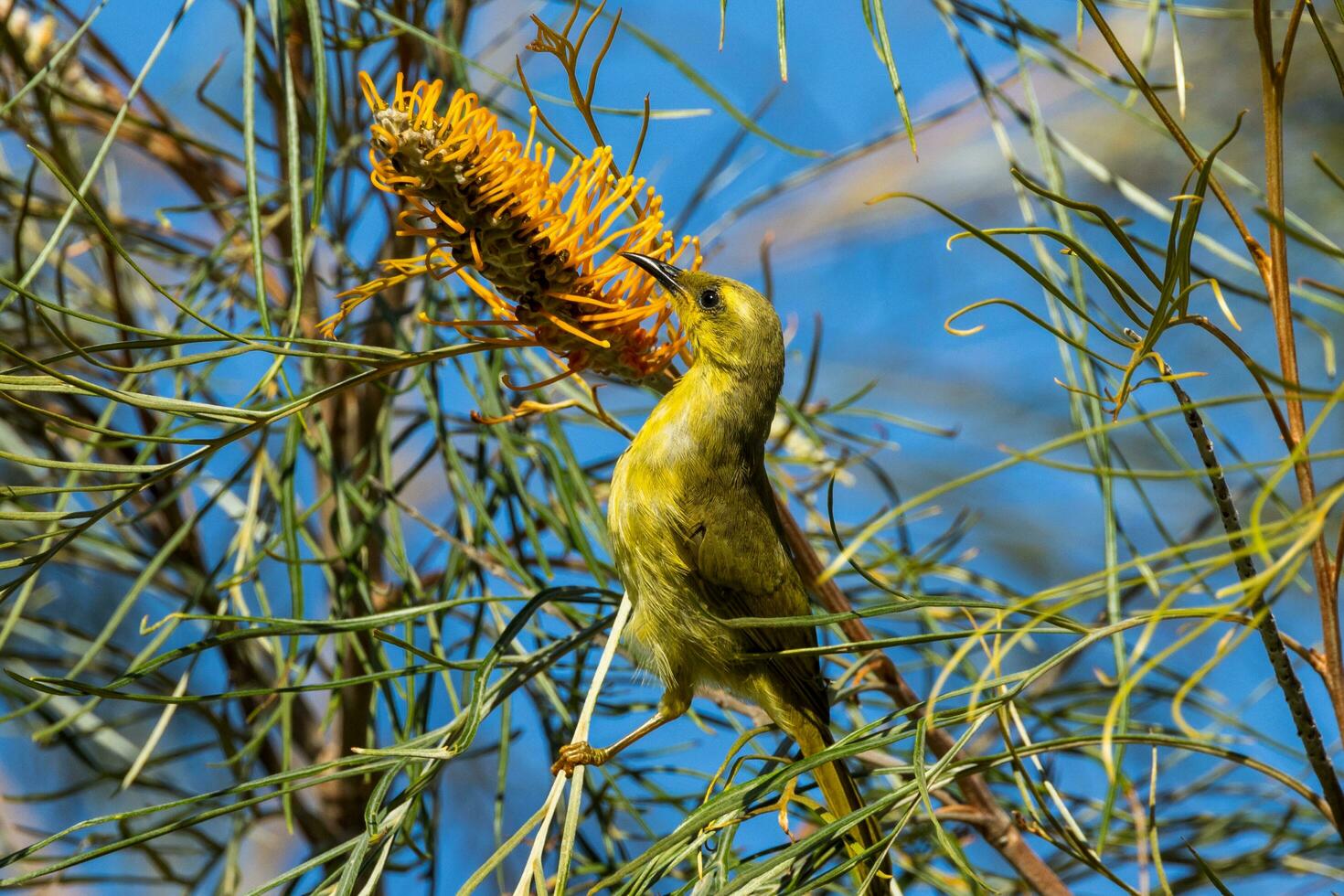 Yellow Honeyeater in Australia photo