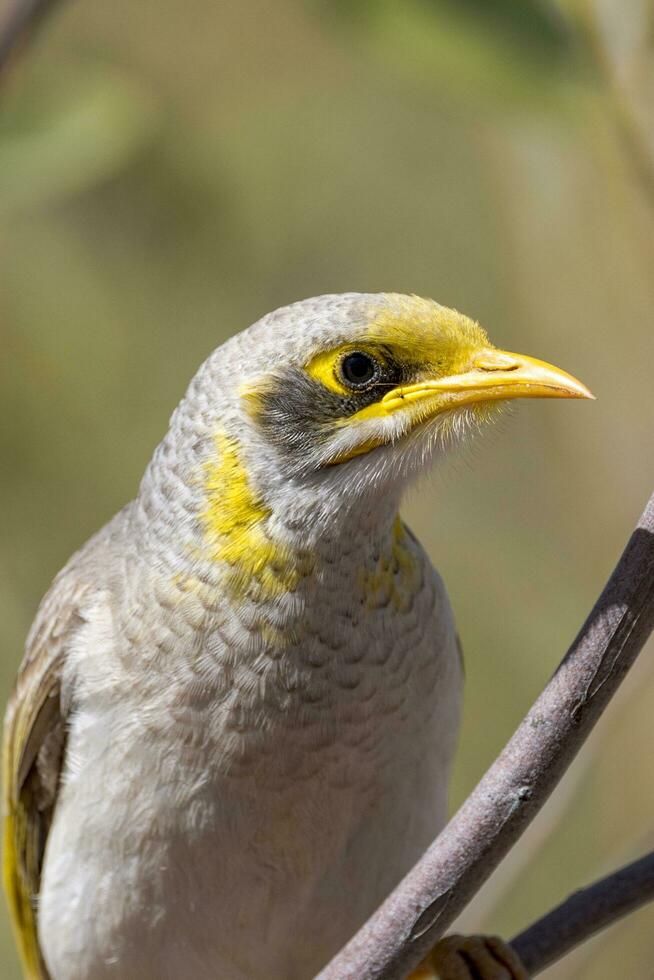 garganta amarilla minero en Australia foto