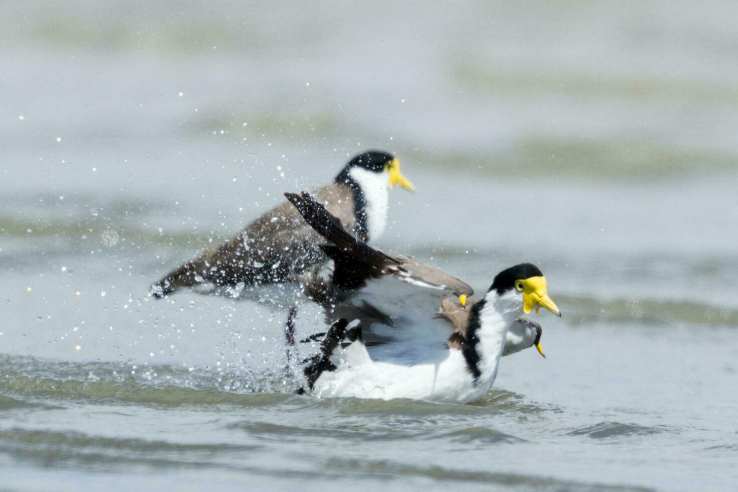 Masked Lapwing in Australasia photo