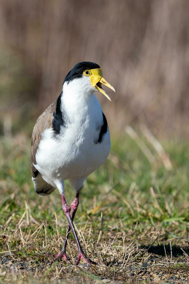 Masked Lapwing in Australasia photo