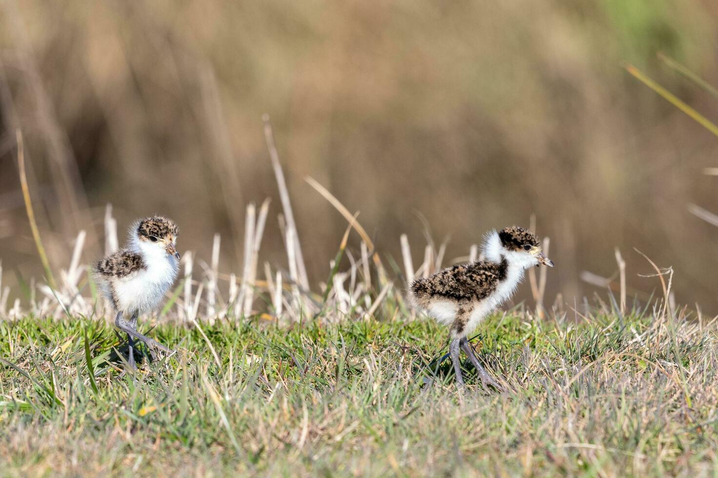 Masked Lapwing in Australasia photo