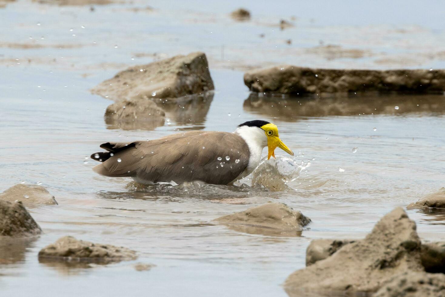 Masked Lapwing in Australasia photo