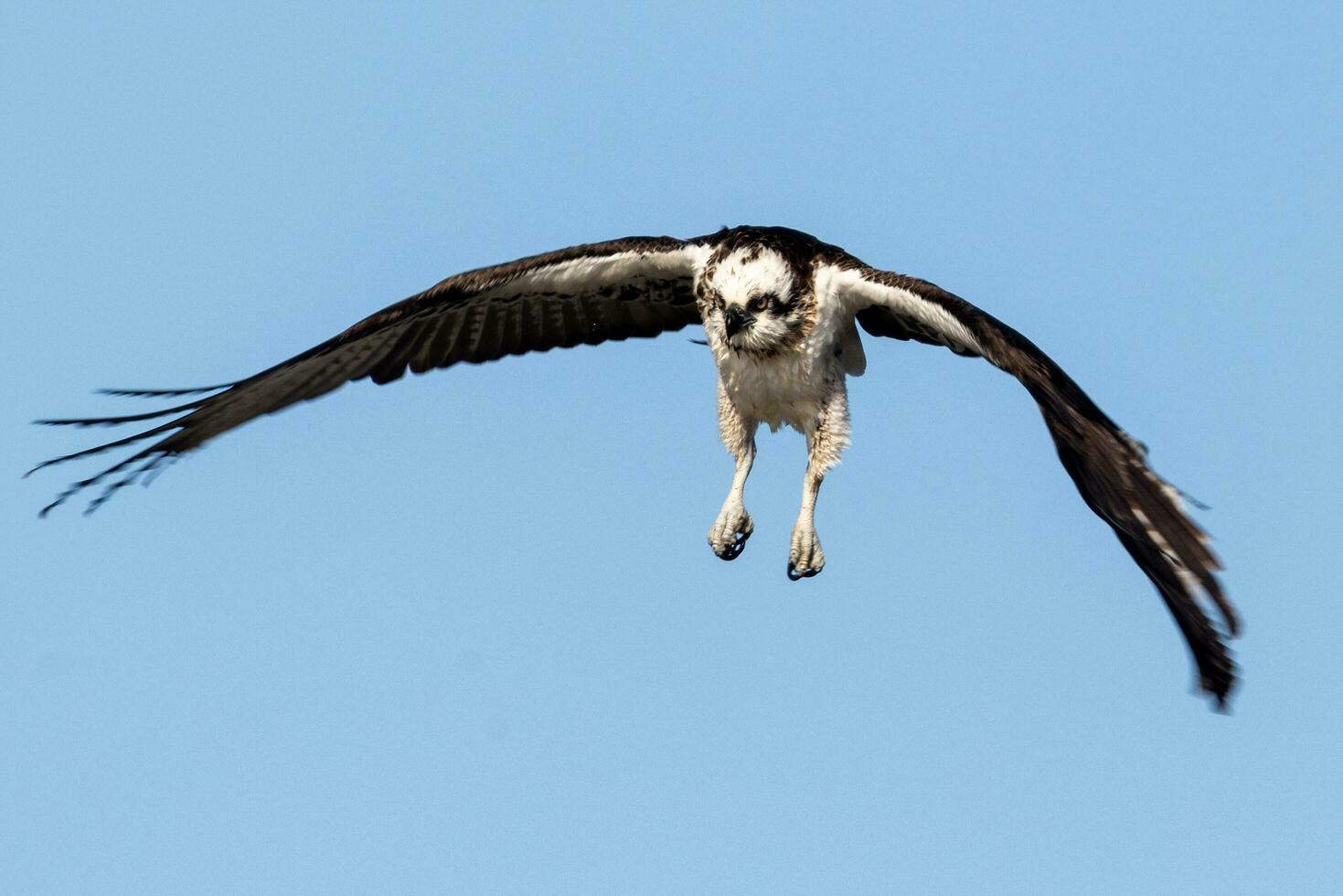 Osprey the Fish Eagle photo