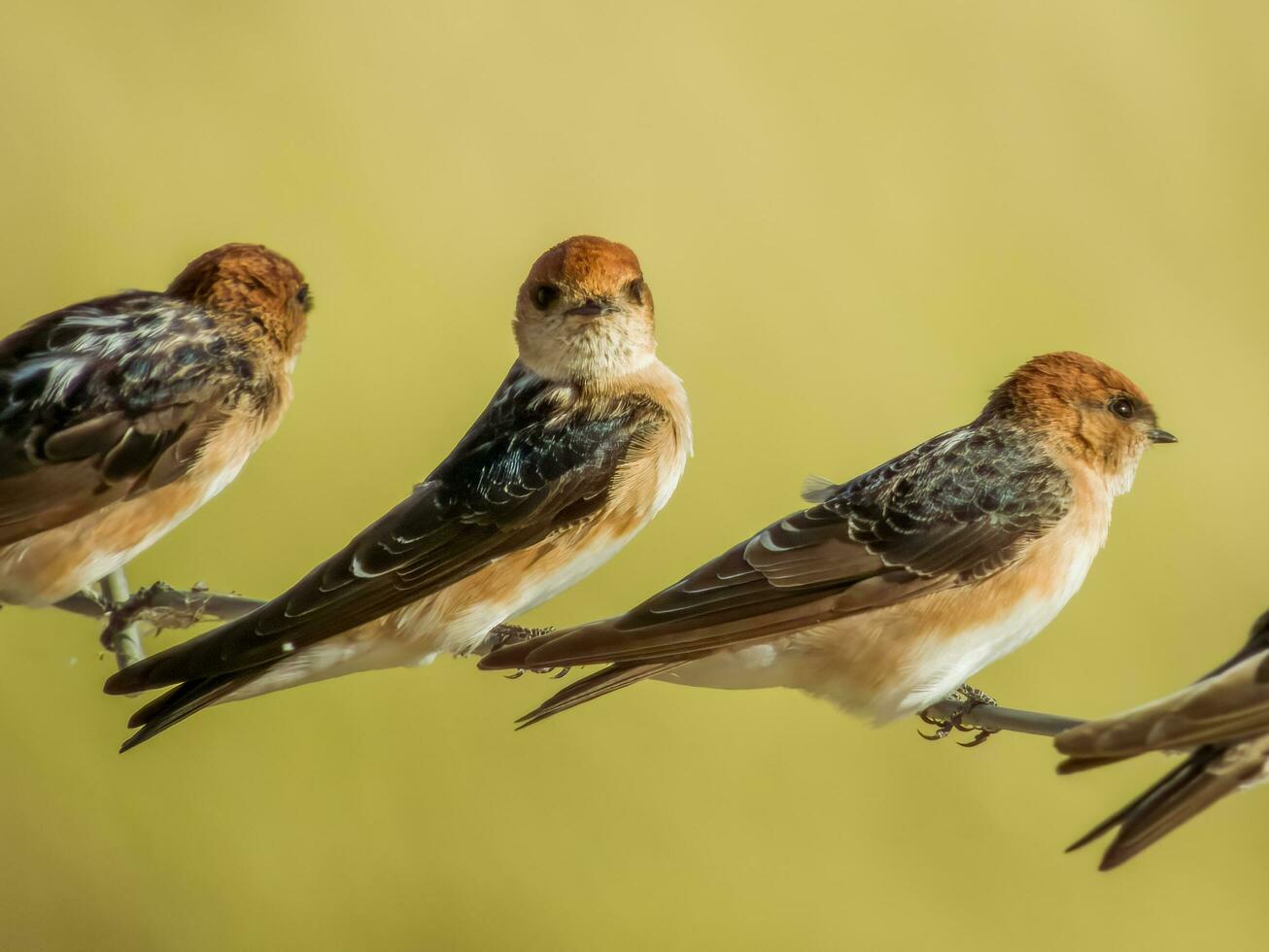 Fairy Martin in Australia photo