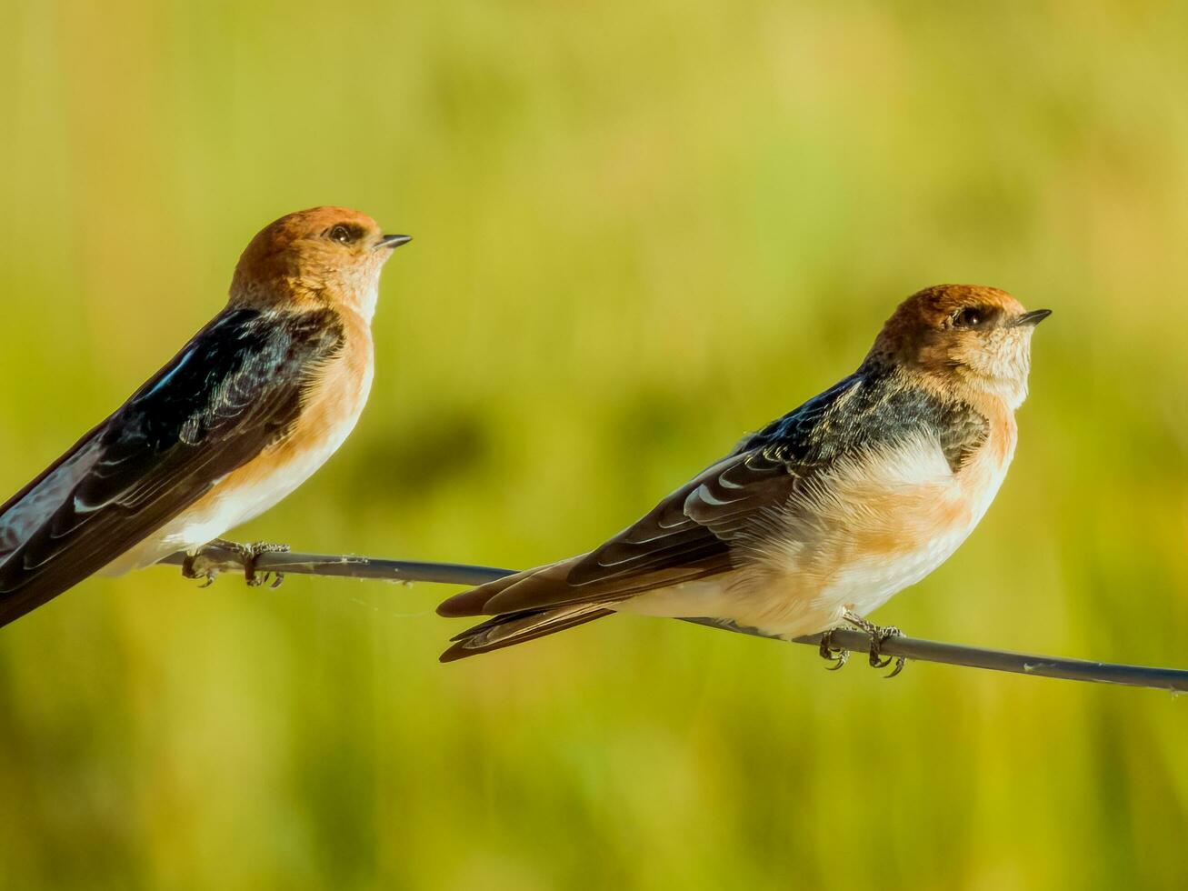 Fairy Martin in Australia photo