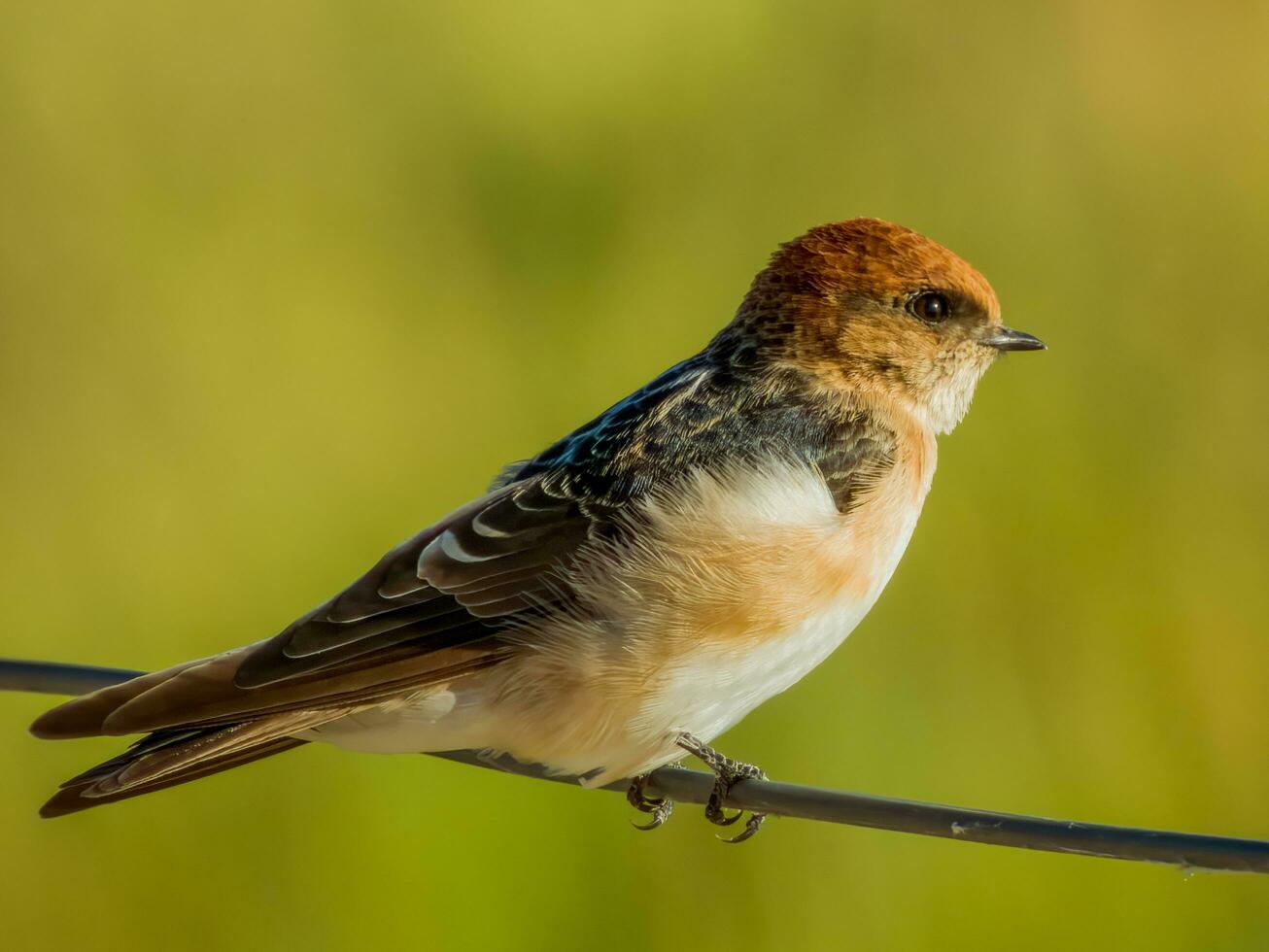 Fairy Martin in Australia photo