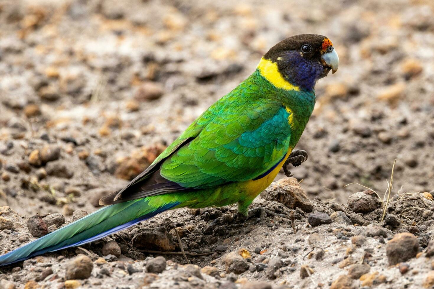 28 ringneck loro foto