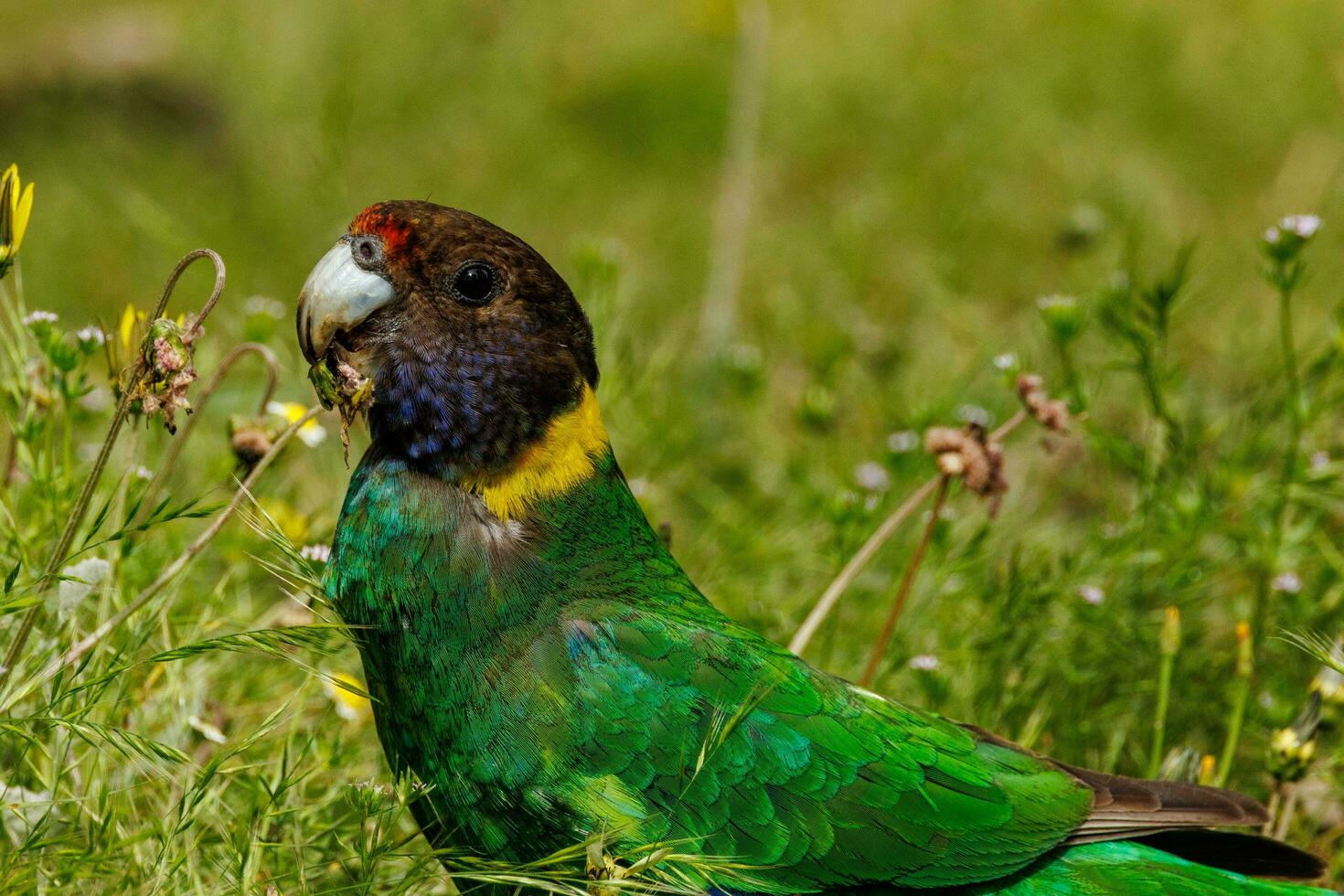28 Ringneck Parrot photo
