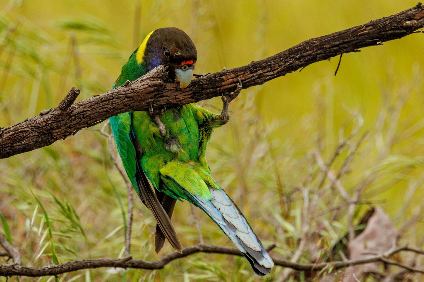 28 ringneck loro foto