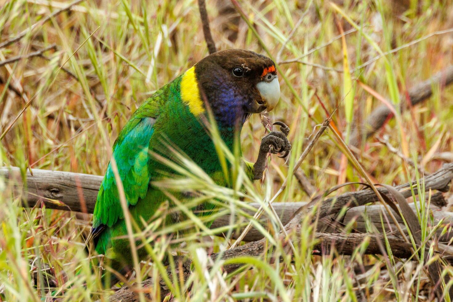 28 ringneck loro foto