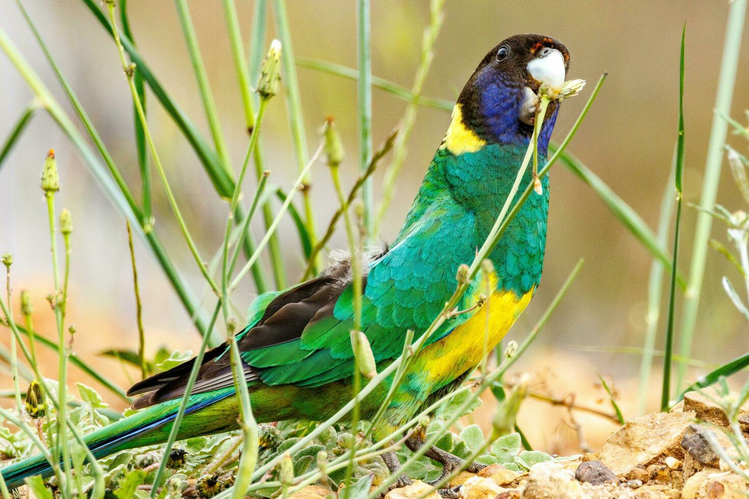 28 Ringneck Parrot photo