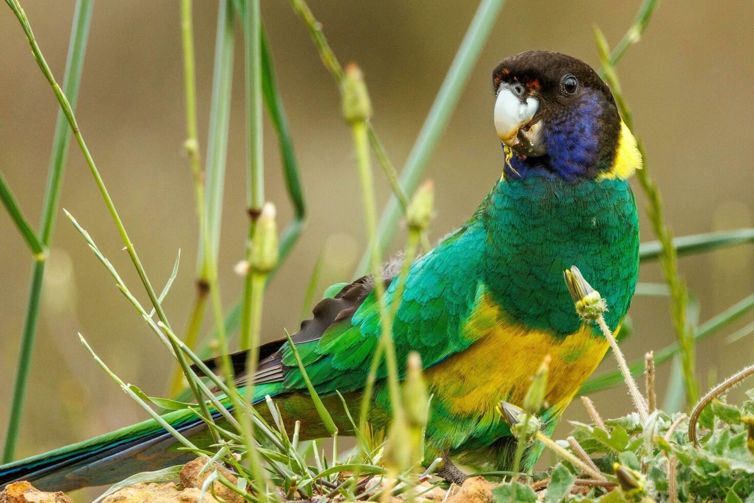 28 ringneck loro foto