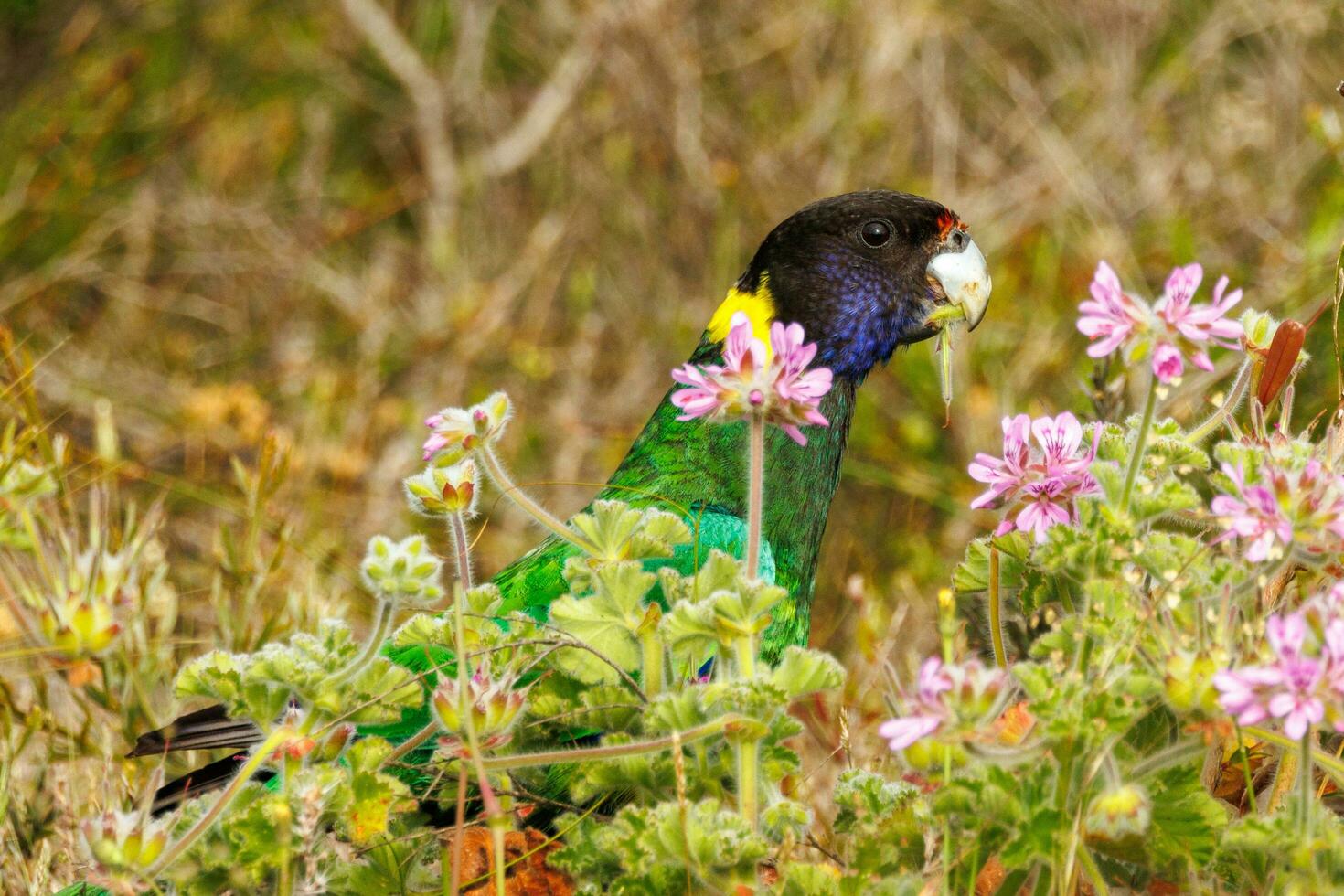 28 Ringneck Parrot photo