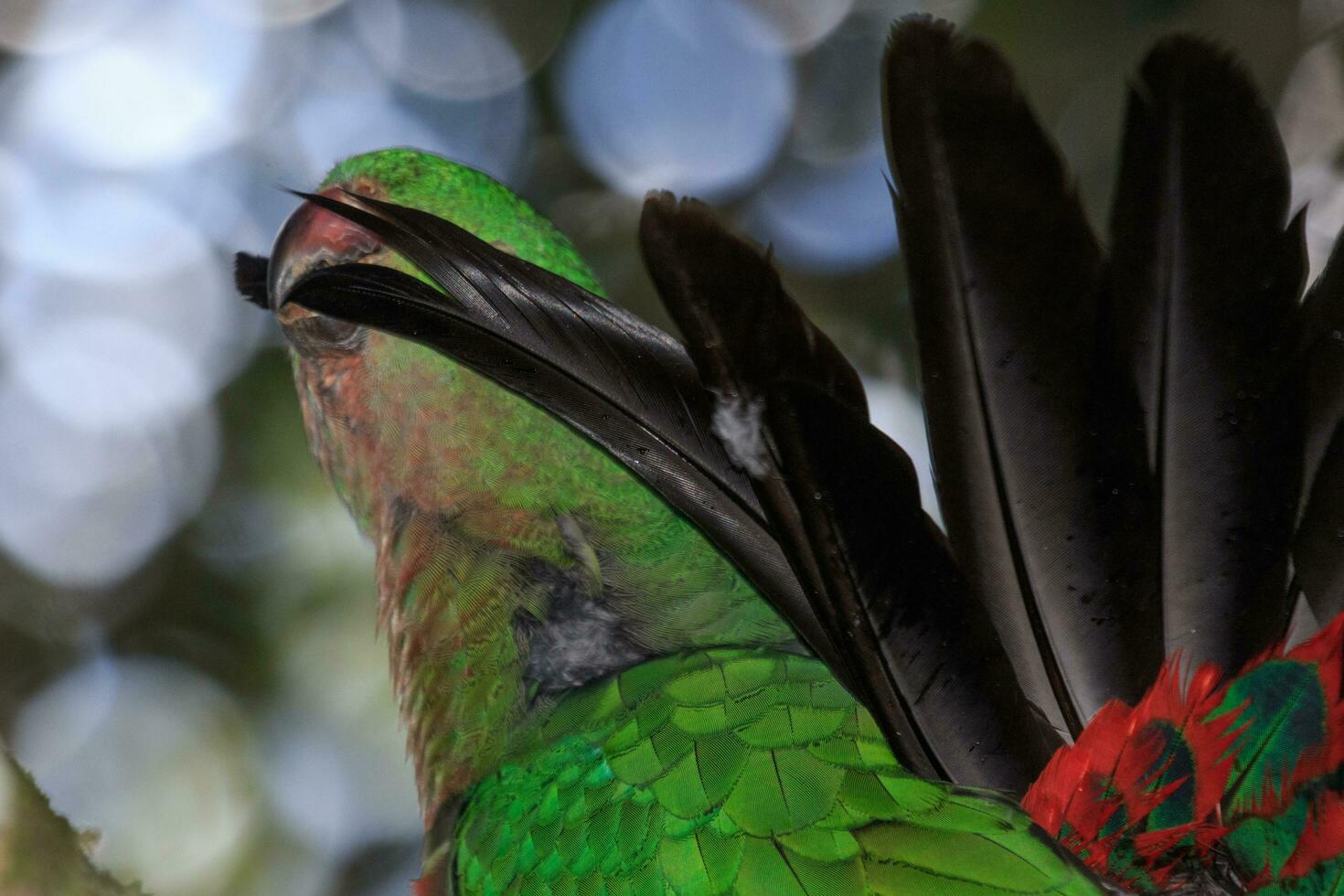 loro rey australiano foto