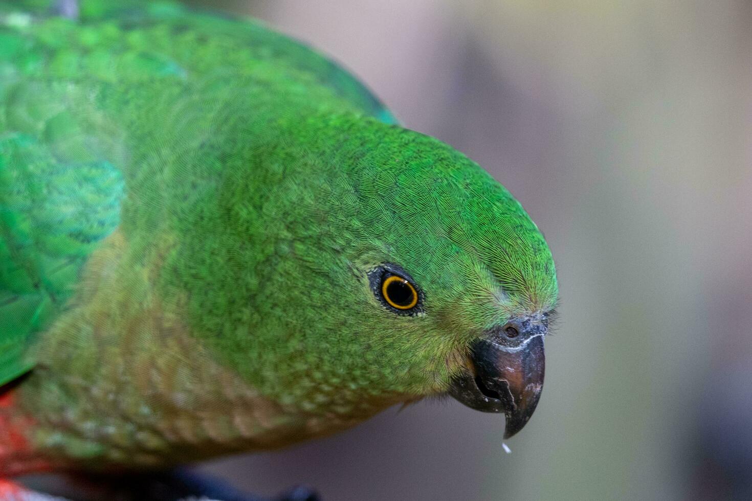 Australian King Parrot photo