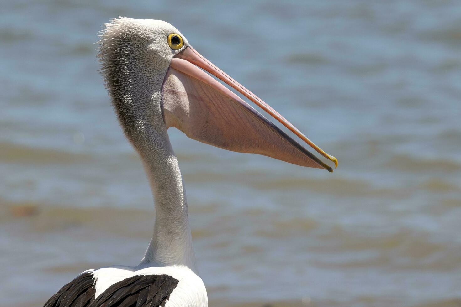 Australian White Pelican photo