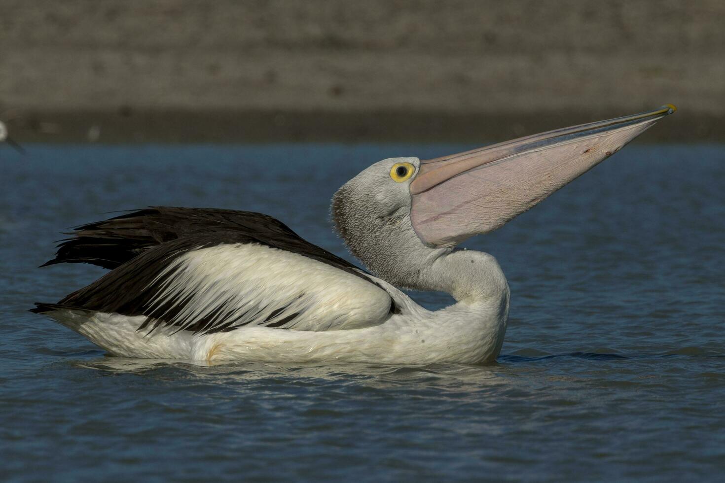 Australian White Pelican photo