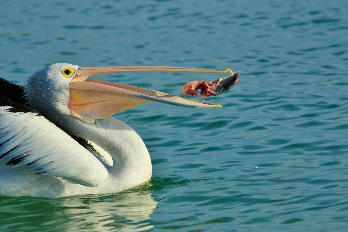 Australian White Pelican photo
