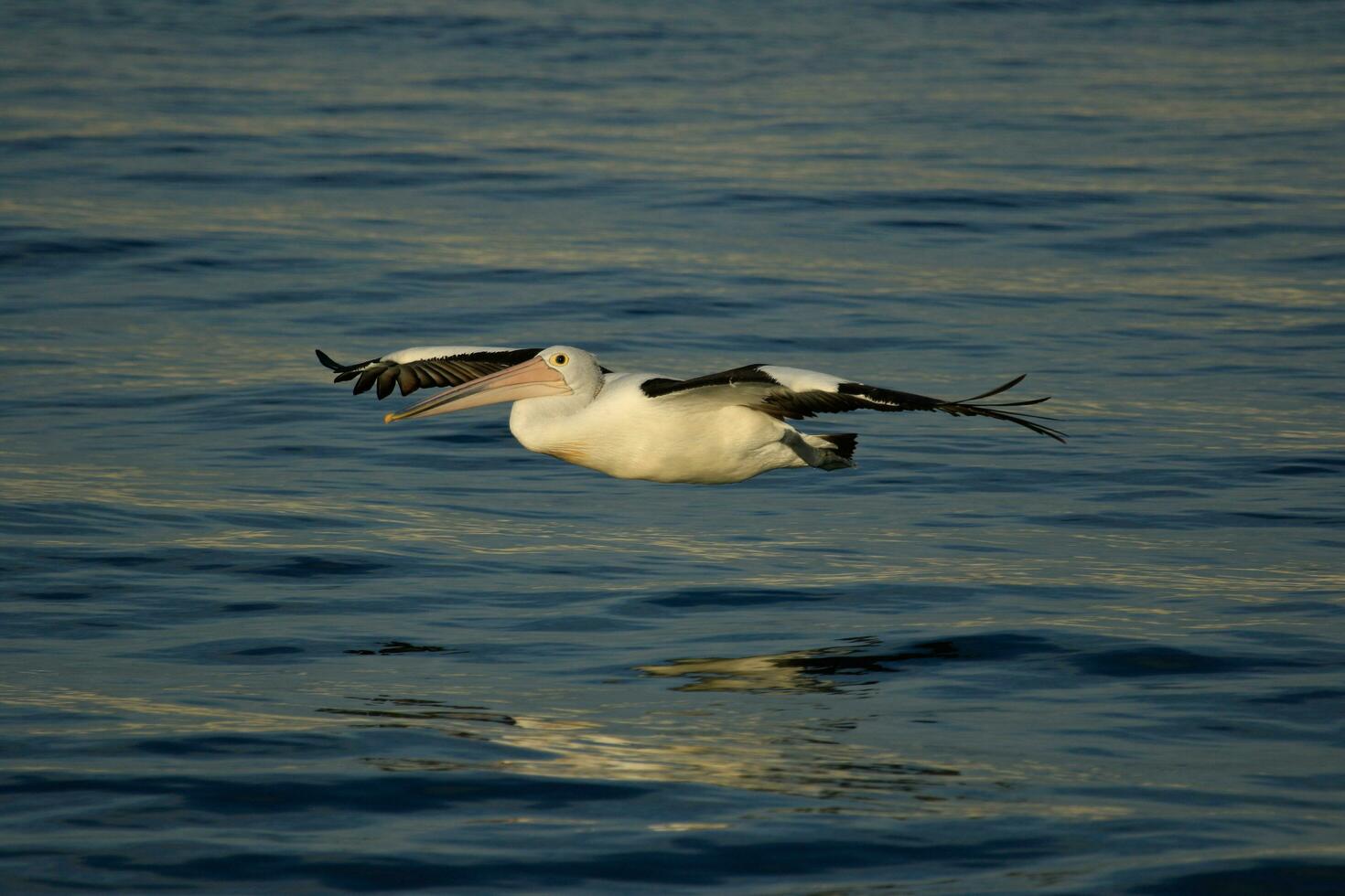 Australian White Pelican photo