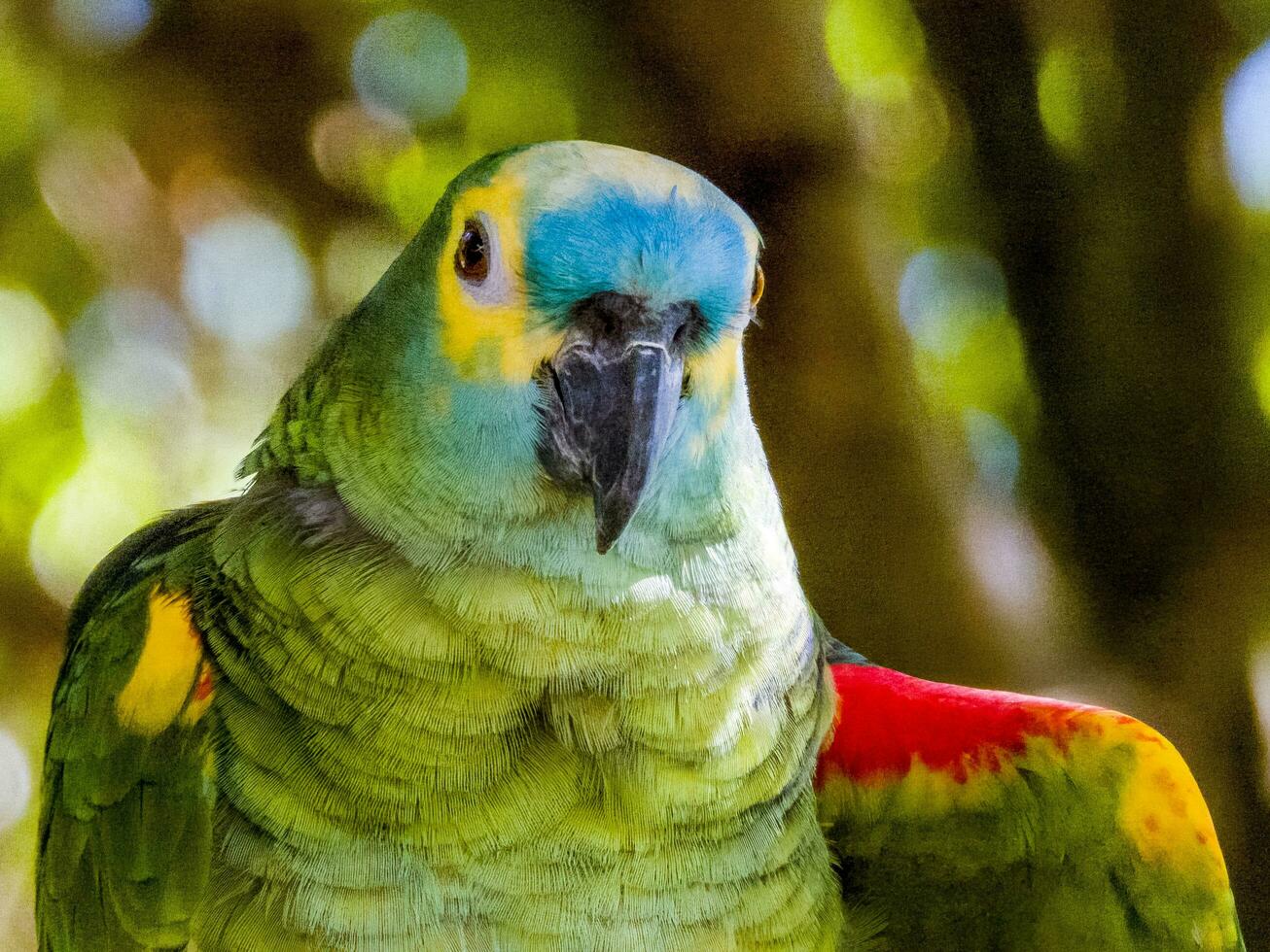 frente azul Amazonas loro foto