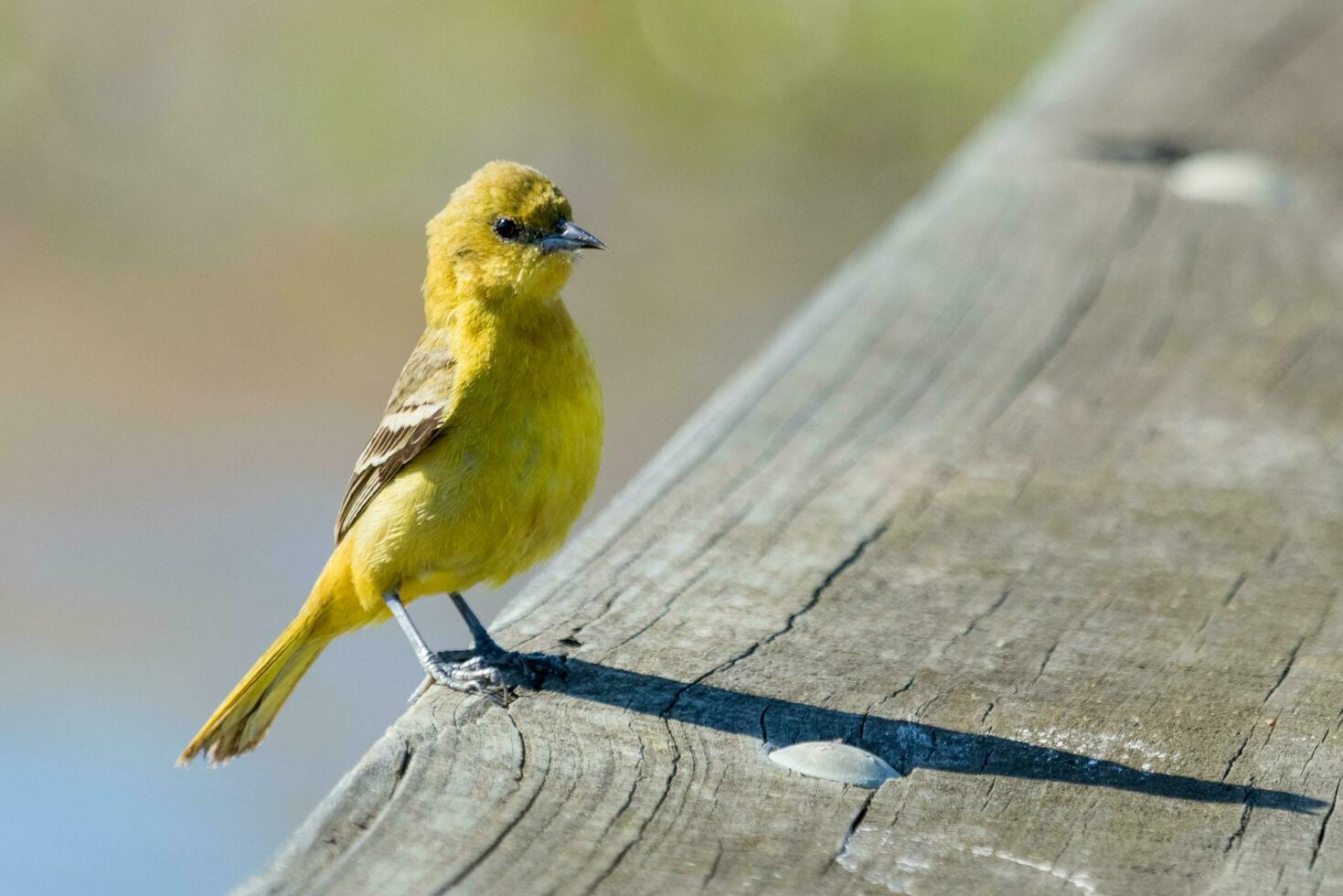 Female Orchard Oriole photo