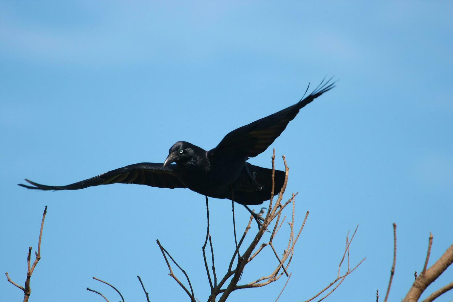 Australian Raven in Australia photo