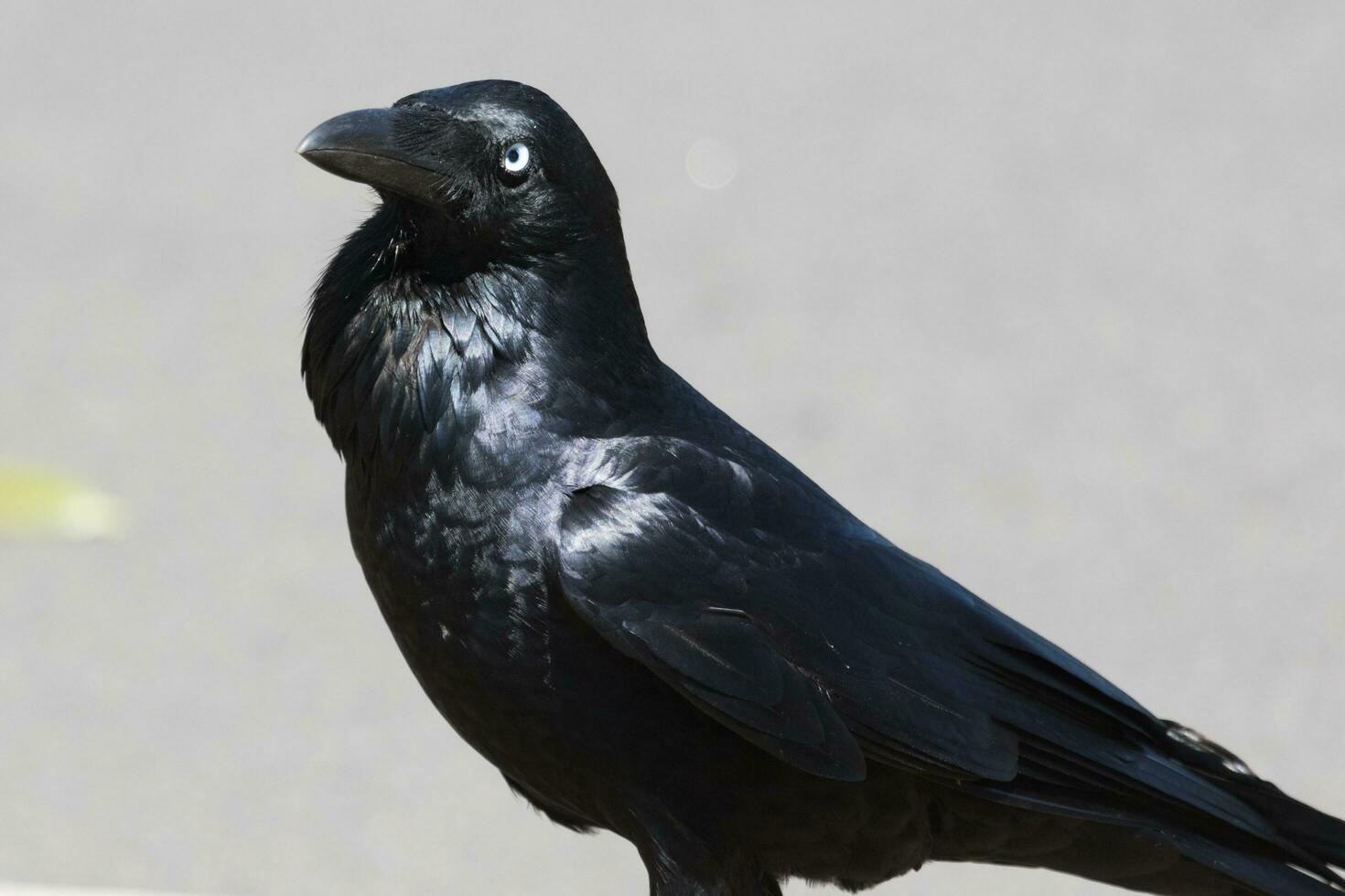 Australian Raven in Australia photo