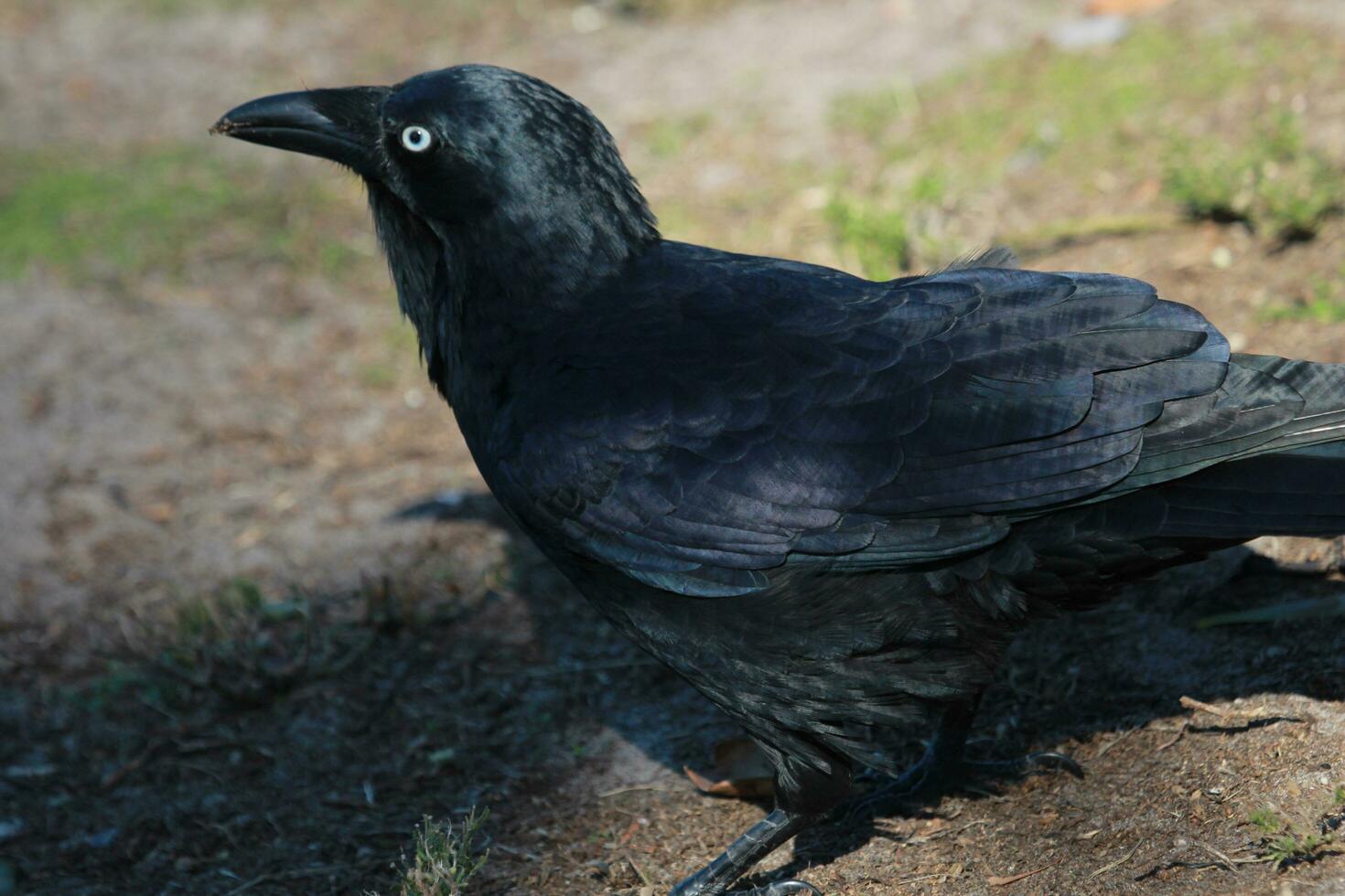 Australian Raven in Australia photo