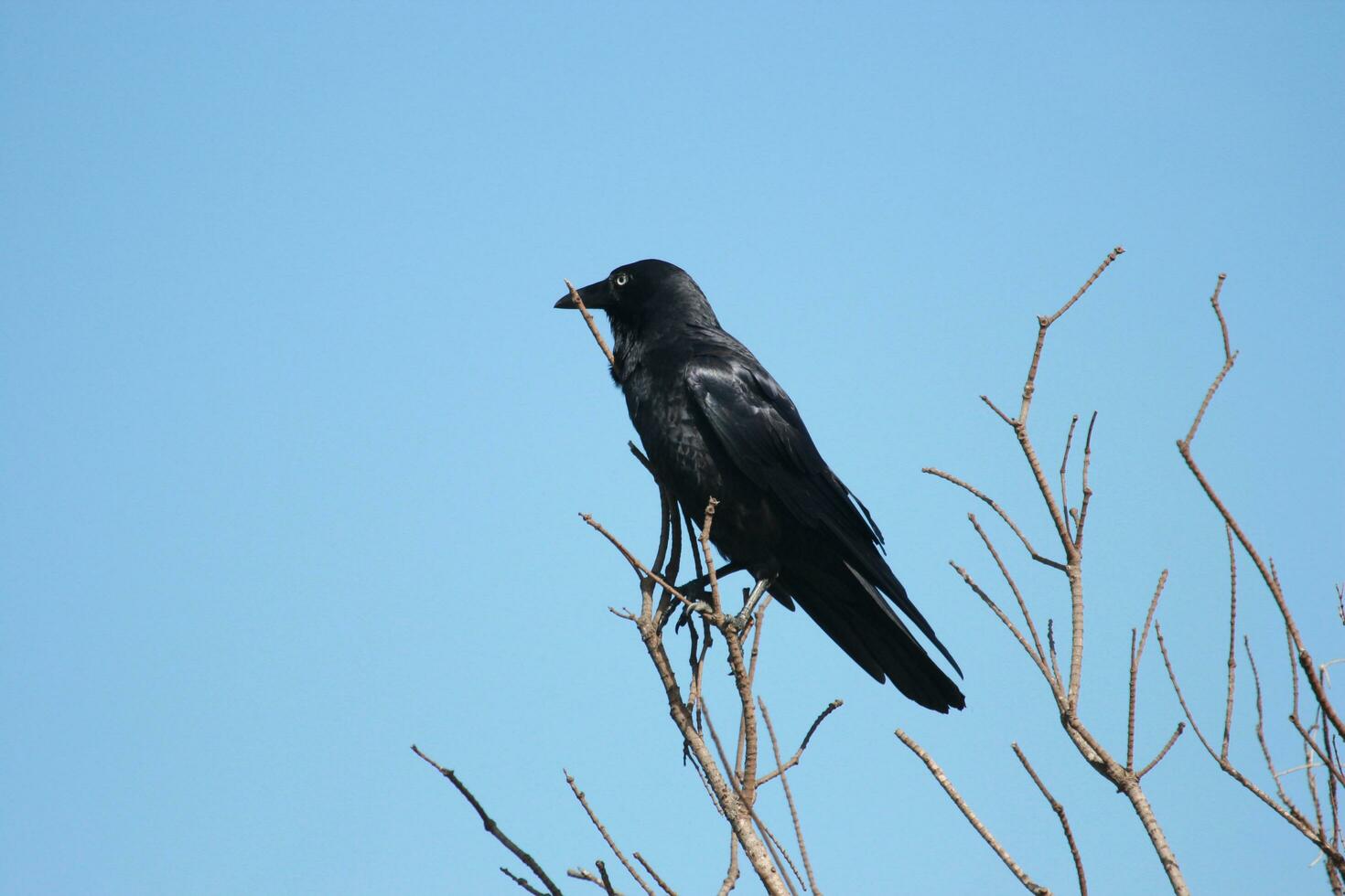 Australian Raven in Australia photo